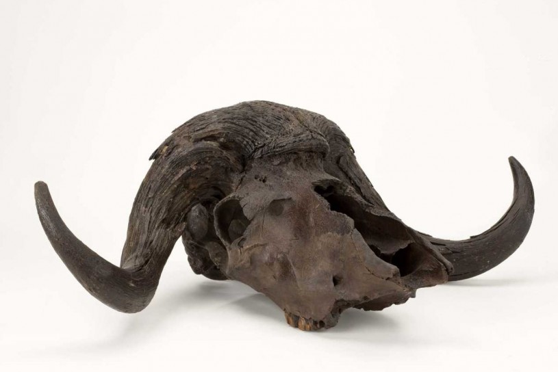 Musk Ox Skull, Extinct 