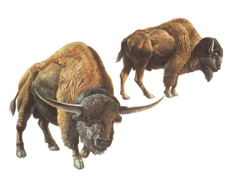 Illustration of two antique bison