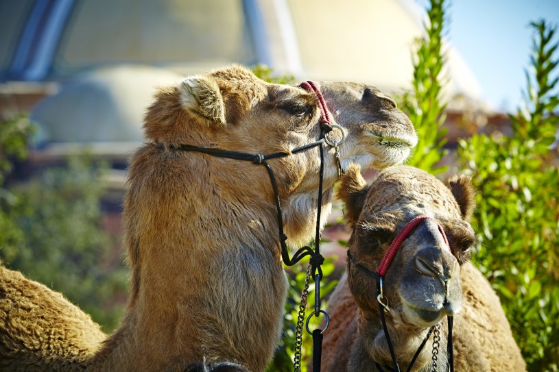 Camels at NHM