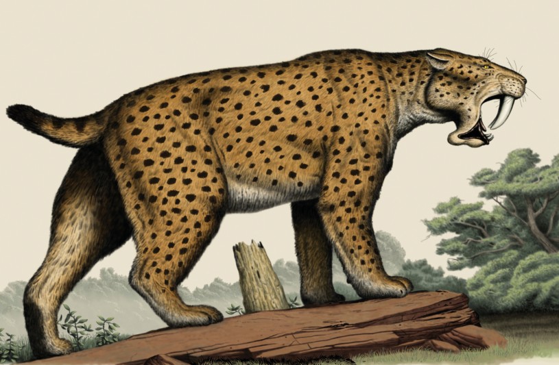 Saber toothed cat illustration spots