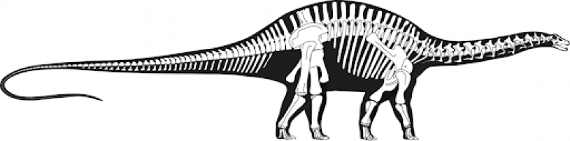 reconstruction of sauropod skeleton
