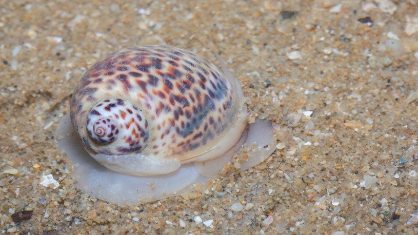 Tiger Moon Snail on sand with foot extended
