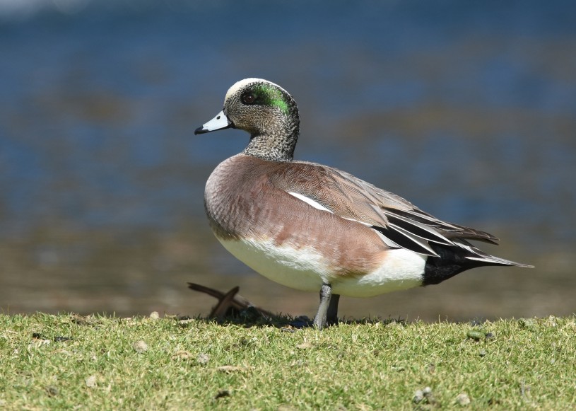 A male American wigeon  Image by iNaturalist user wildreturn