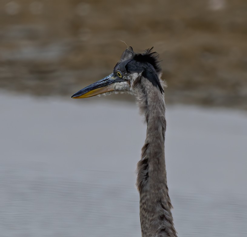 molting great blue heron