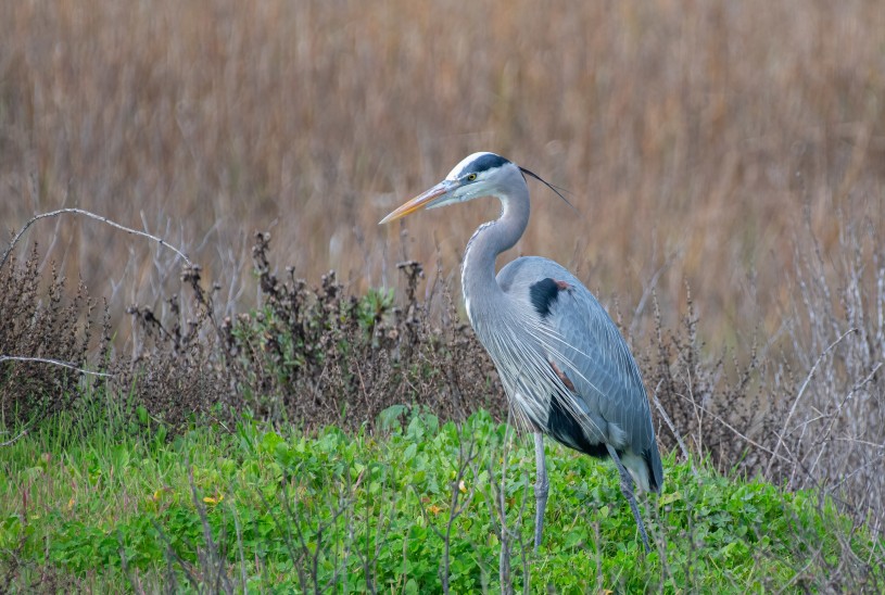 Great blue heron image by iNaturalist user lyneisfilm