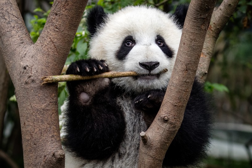 panda-chengdu (30) by Sharon Fisher