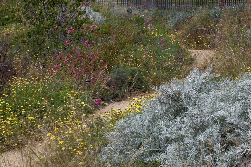 Nature Garden Pollinator Meadow
