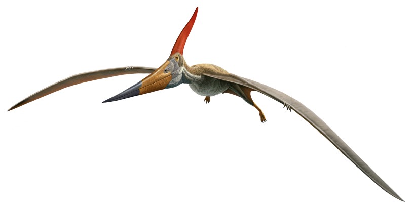 pteranodon illustration