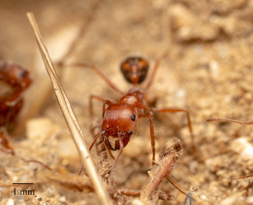 California Harvester Ant Pogonomyrmex californicus iNaturalist glmory