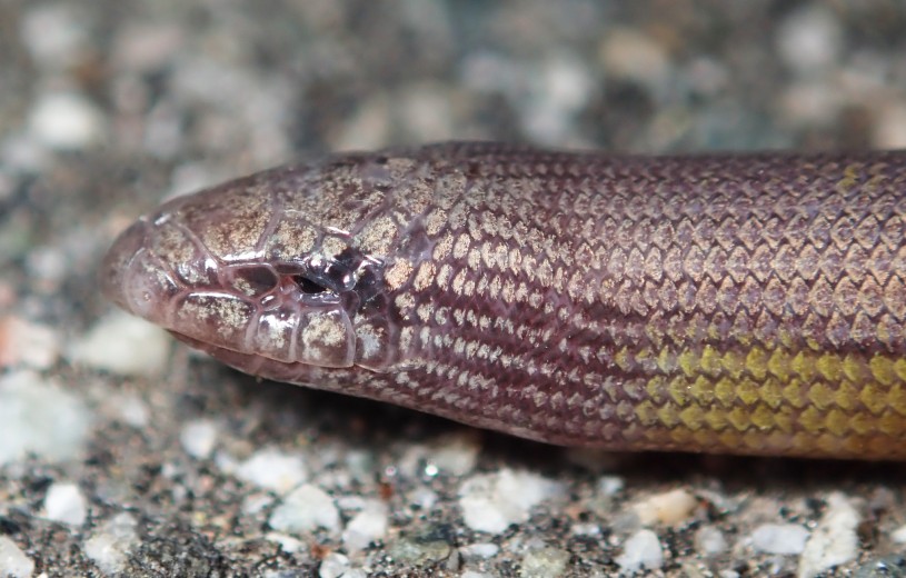 San Diego Legless Lizard Head Close Up Keir Morse iNaturalist