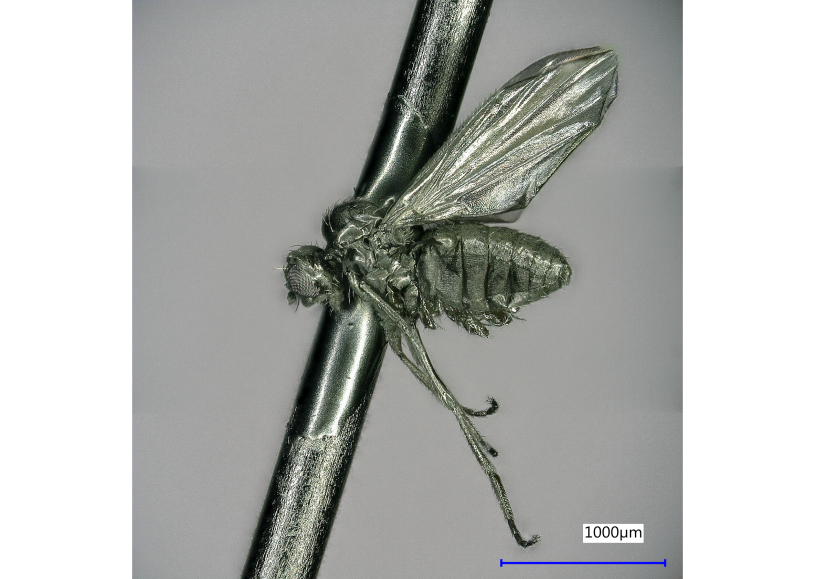 Sputter-coated fly
