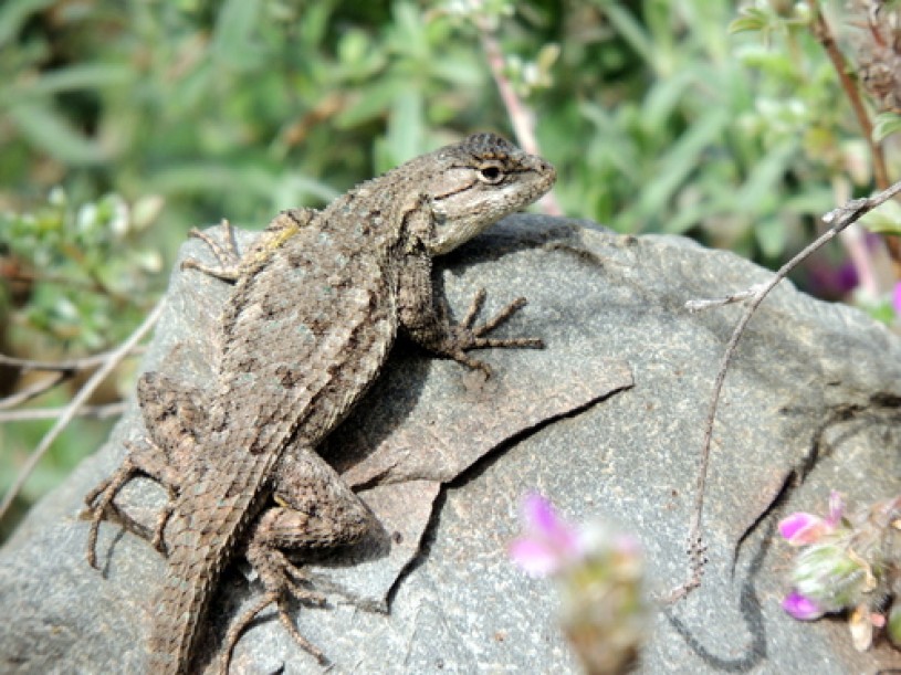 A western fence lizard at the NHM Nature Gardens