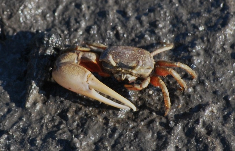 A Mexican fiddler crab observation from iNaturalist uploaded by Andy Kleinhesselink