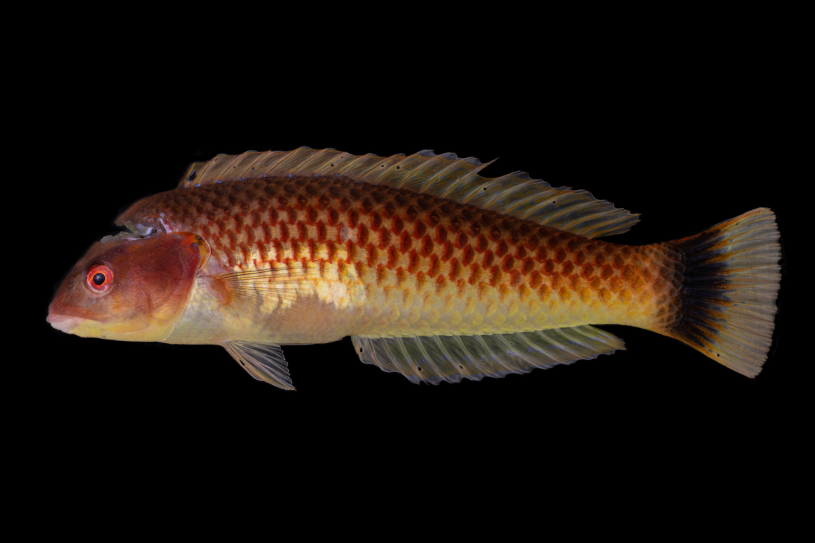 The only terminal male specimen of the tailspot wrasse, holotype of Halichoeres sanchezi 