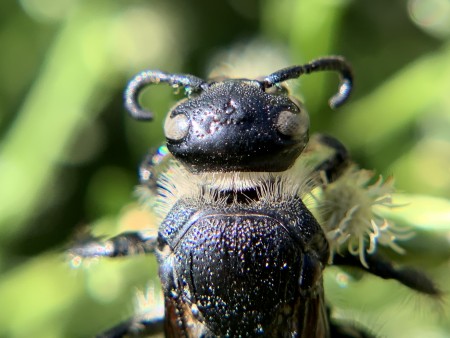 Close-up of wasp&#039;s head with curled moustache-like antennae