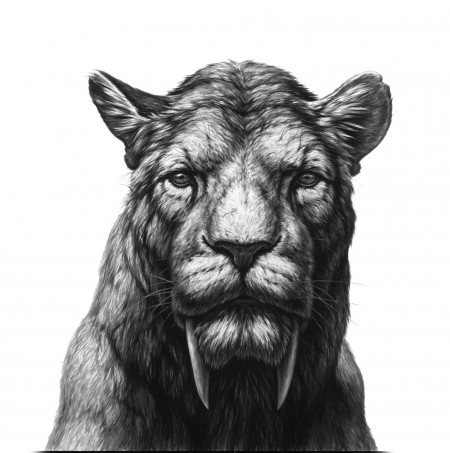 Black and white illustration of a sabertoothed cat