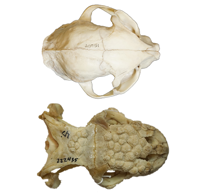 Cat skull and Gila Monster skull for comparison